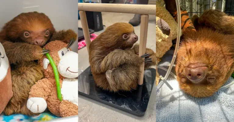06d648c6ad9a665fe1e1f0cf54a38a63