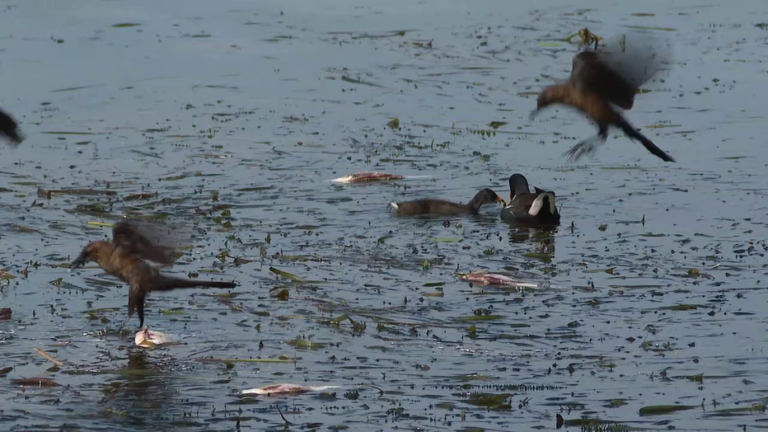 Lake Hollingsworth Fish Die-Off