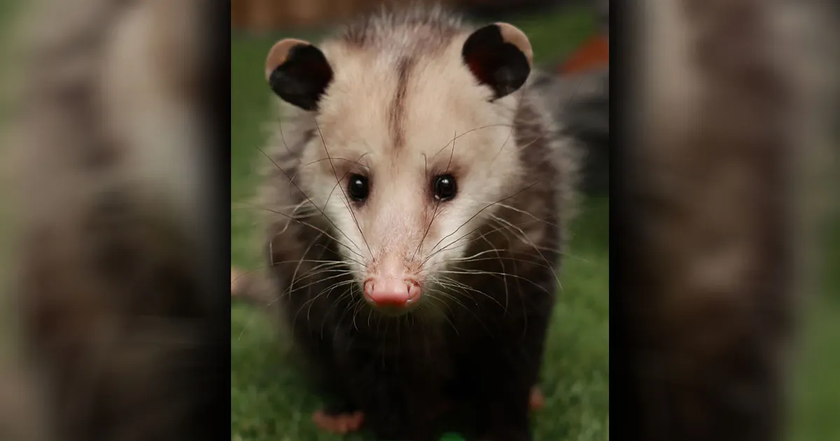 dfc9bb1bcae0a1f383ff9fb44da371ea